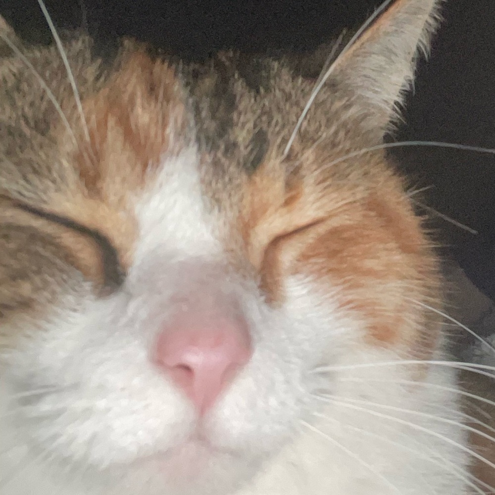 Meet your Posher, Izzy